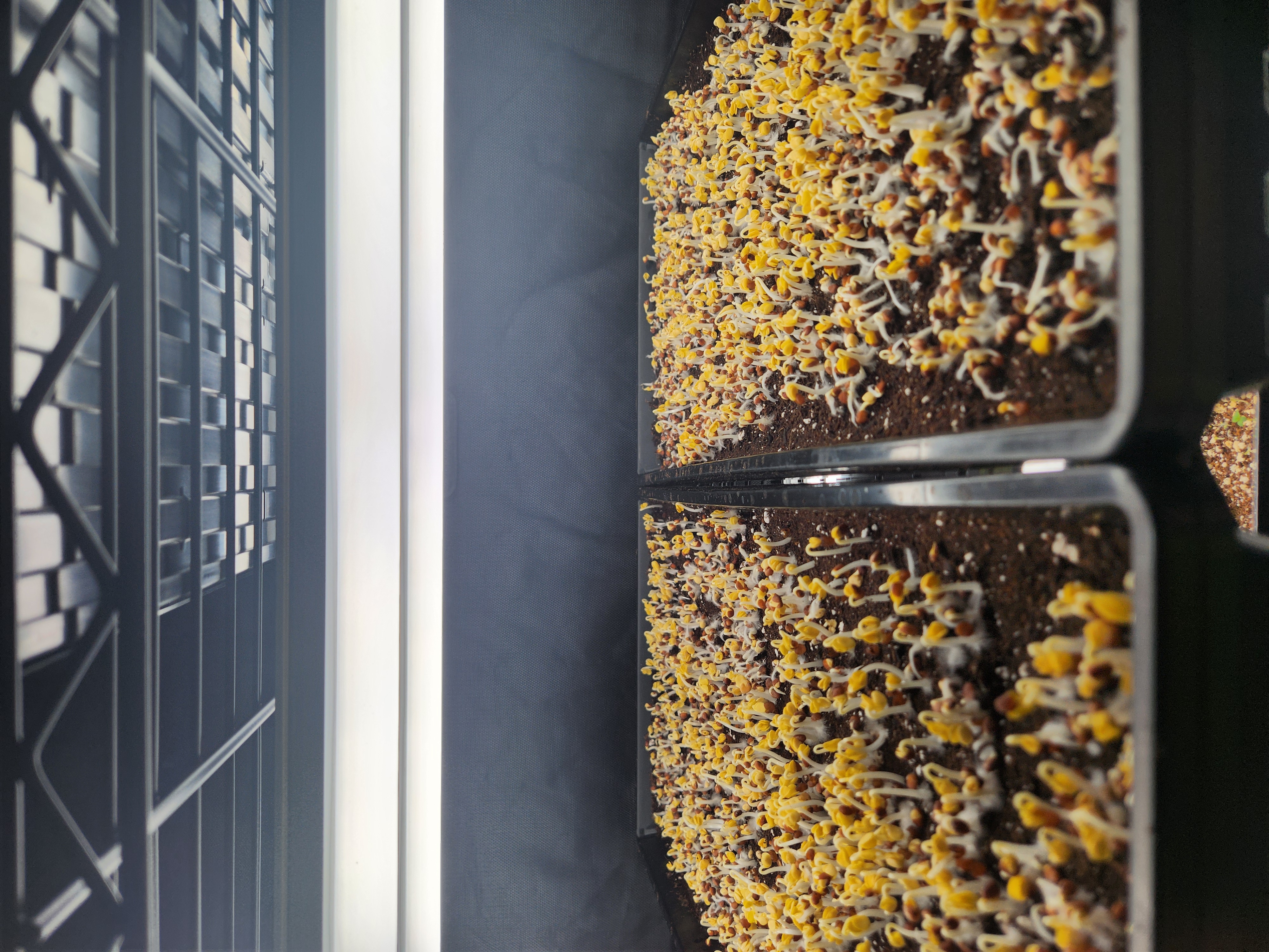 Baby Daikon Radish microgreens