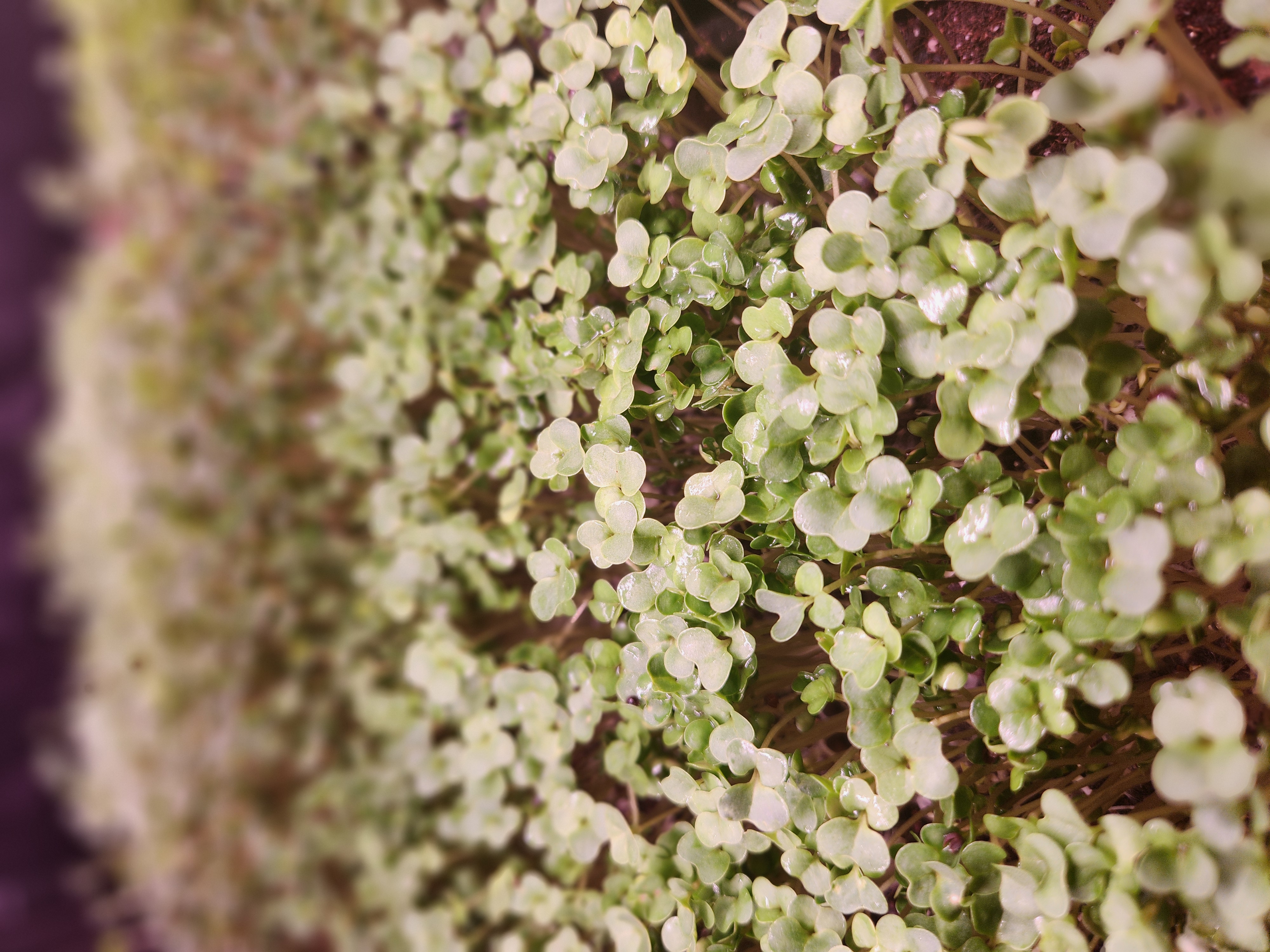 Broccoli microgreens close-up