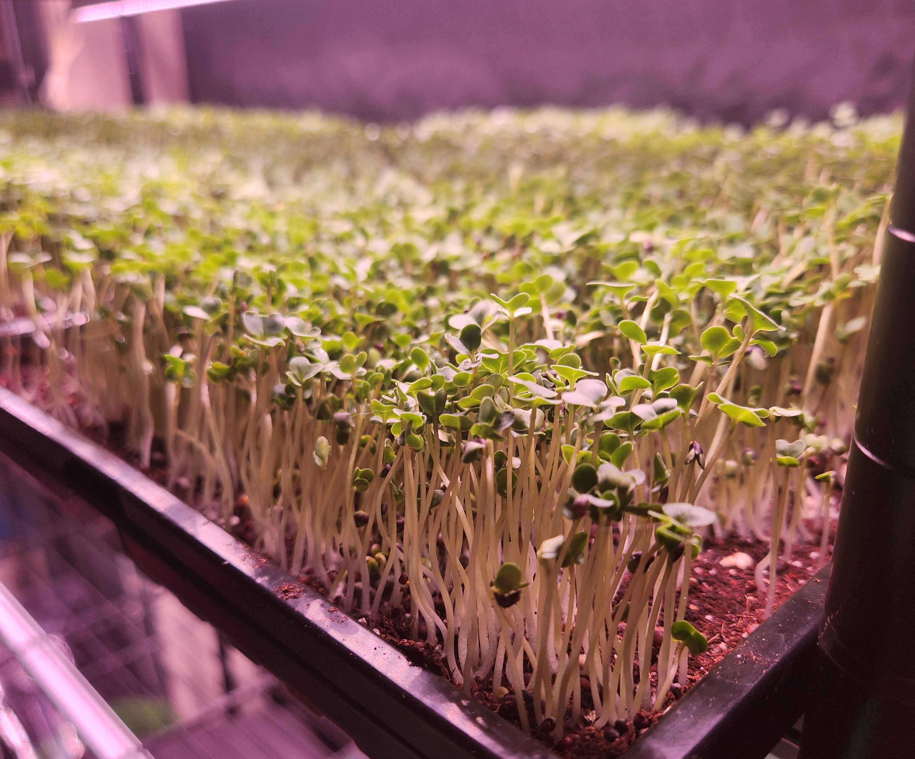 Broccoli microgreens corner view