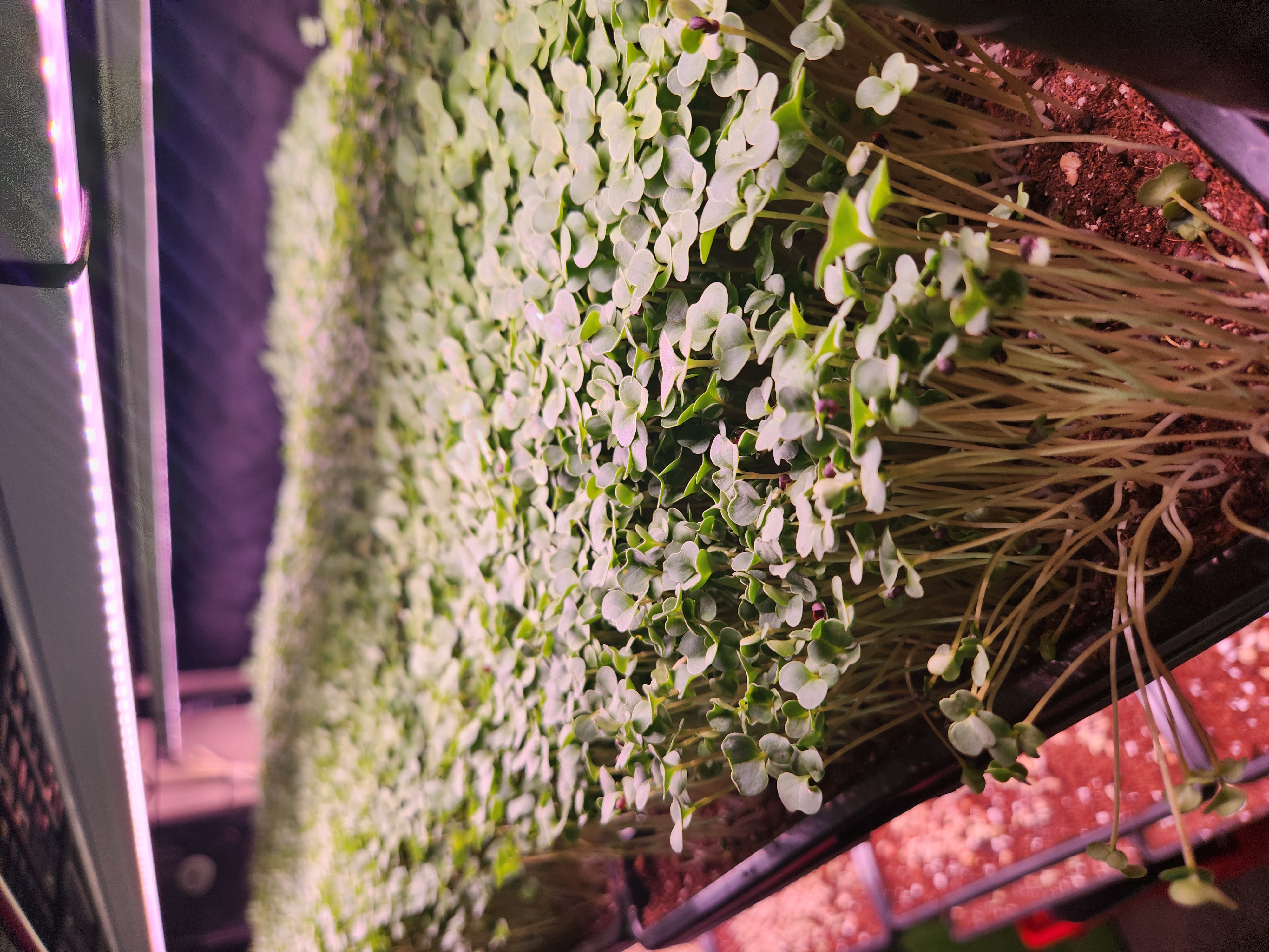 Fresh Broccoli microgreens from Matthew's Microgreens Co. in Chattanooga