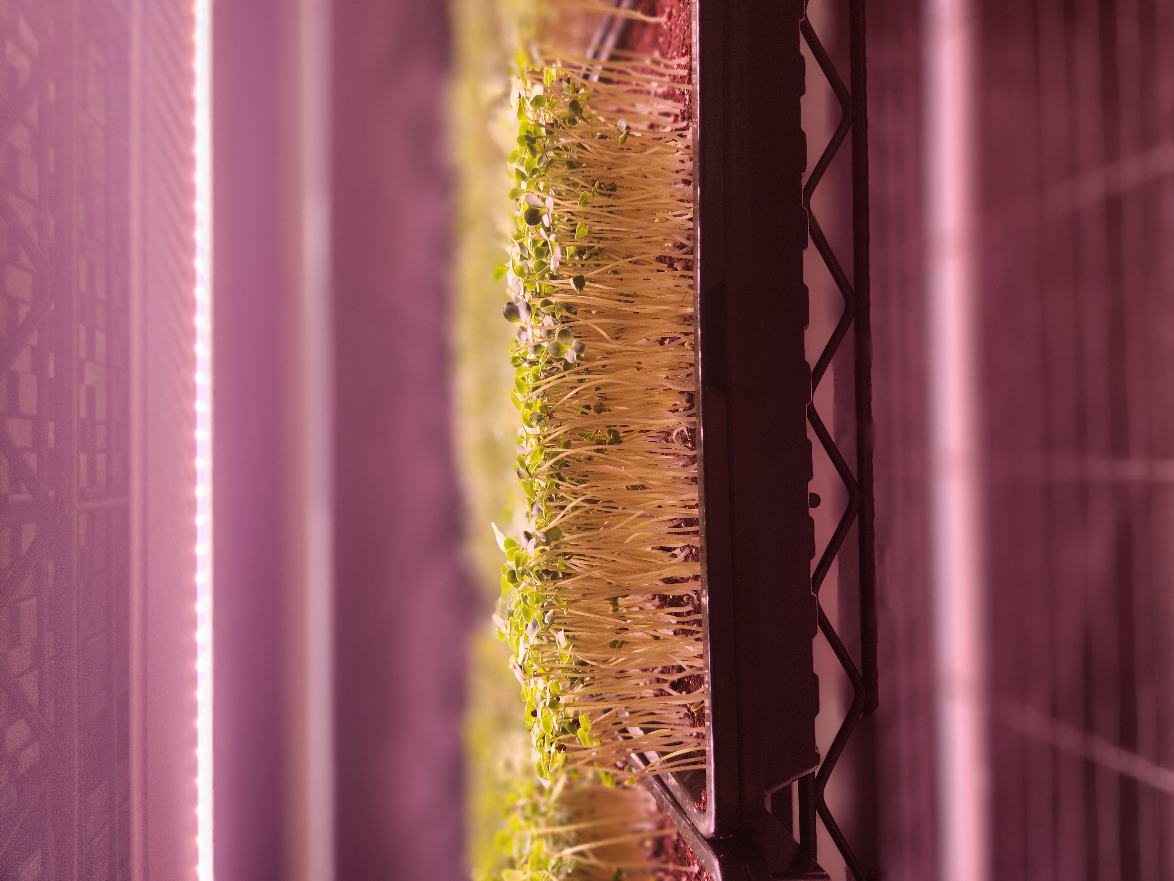 Broccoli microgreens on vertical grow shelf