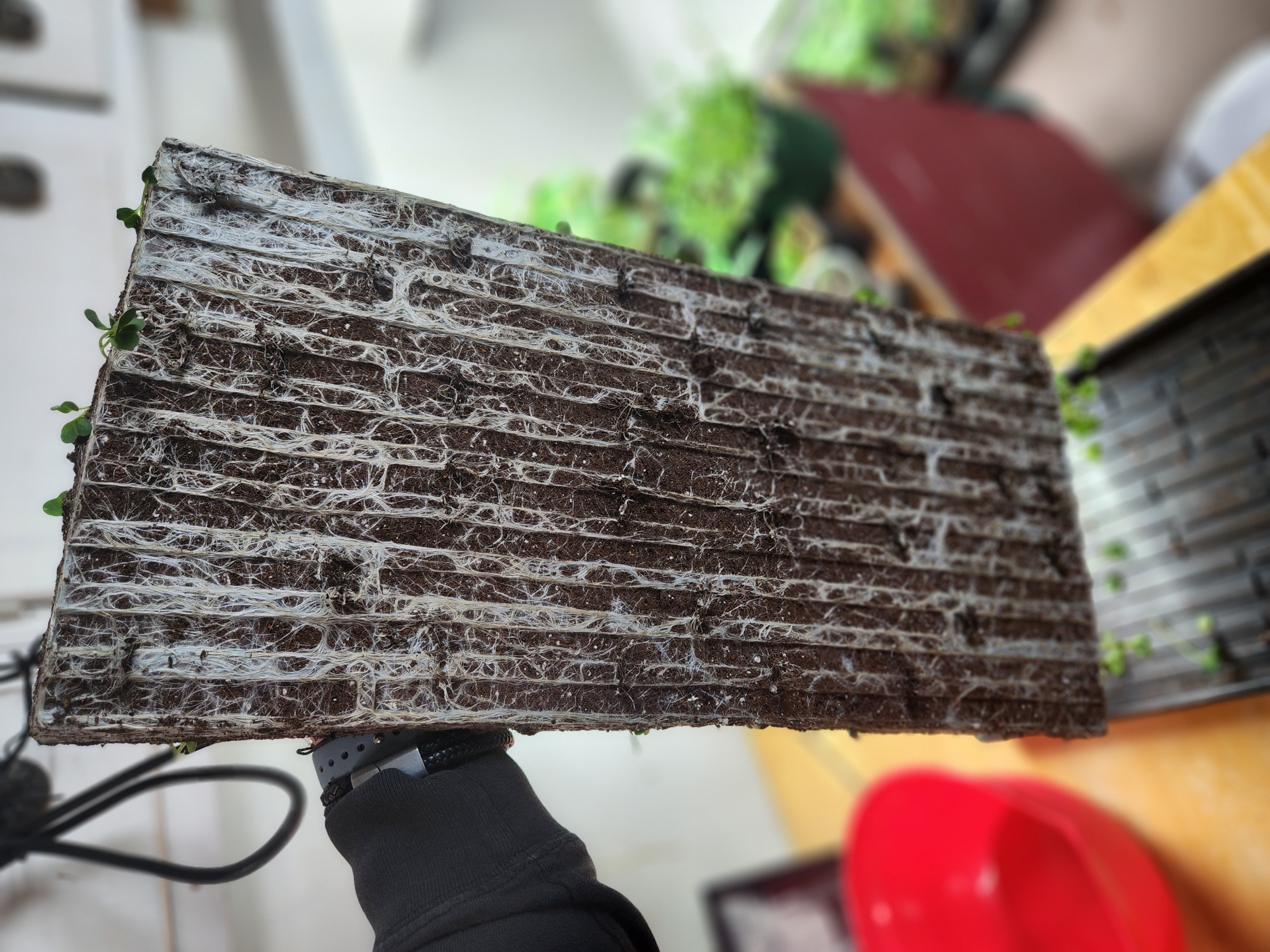 Compostable microgreen scraps — regenerative practices