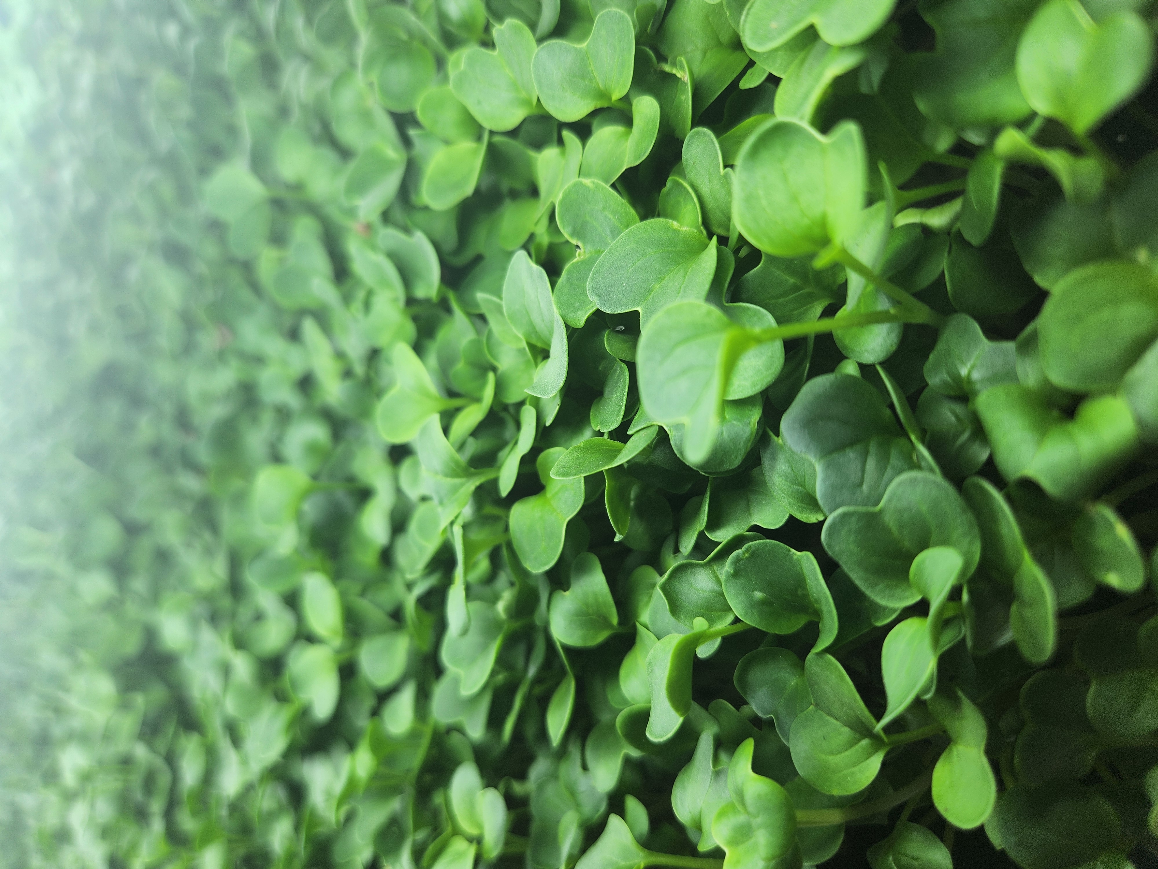 Dense daikon radish microgreens canopy top-down view
