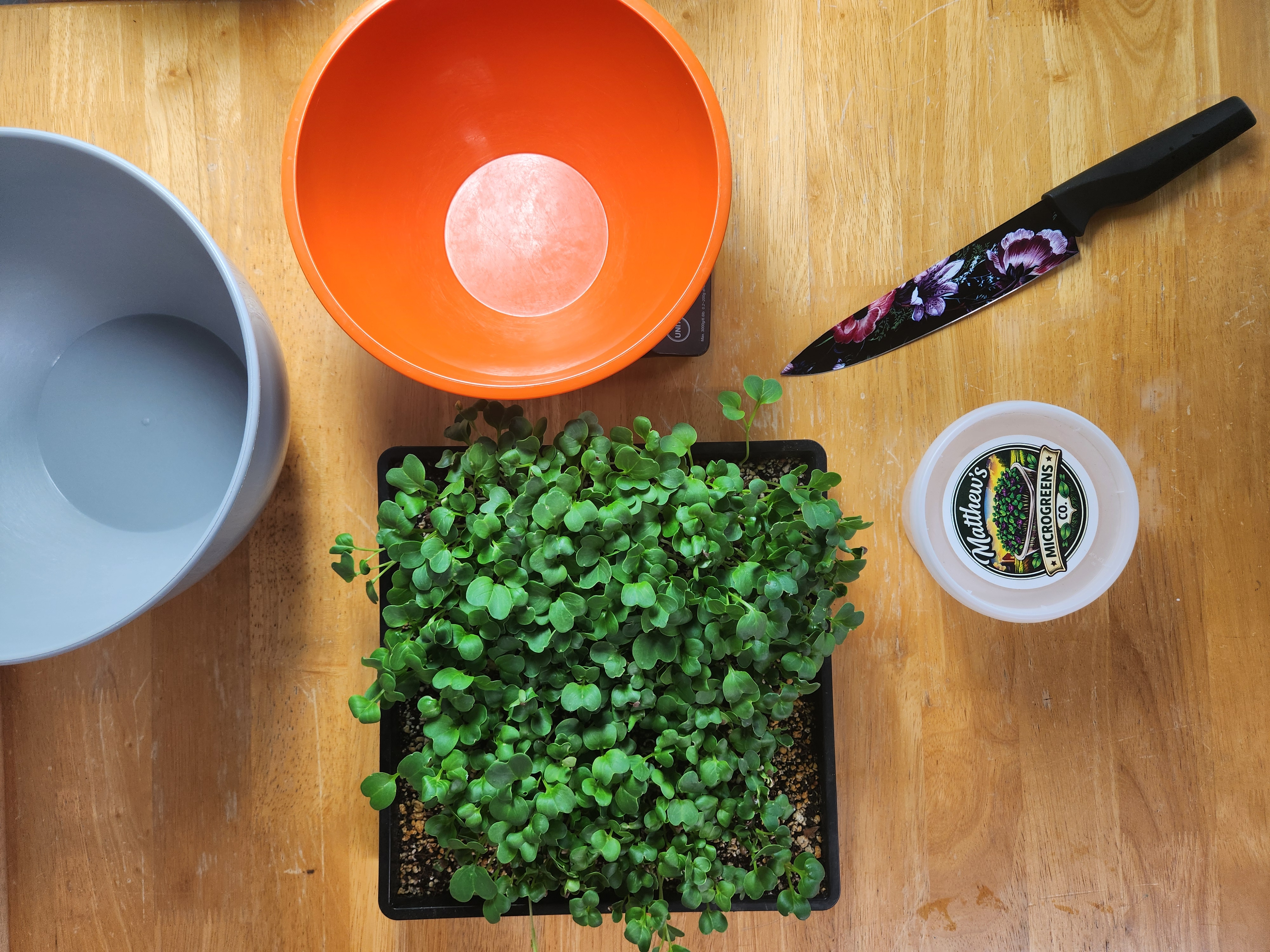 Matthew Kniedler harvesting daikon radish microgreens at Matthew's Microgreens Co.