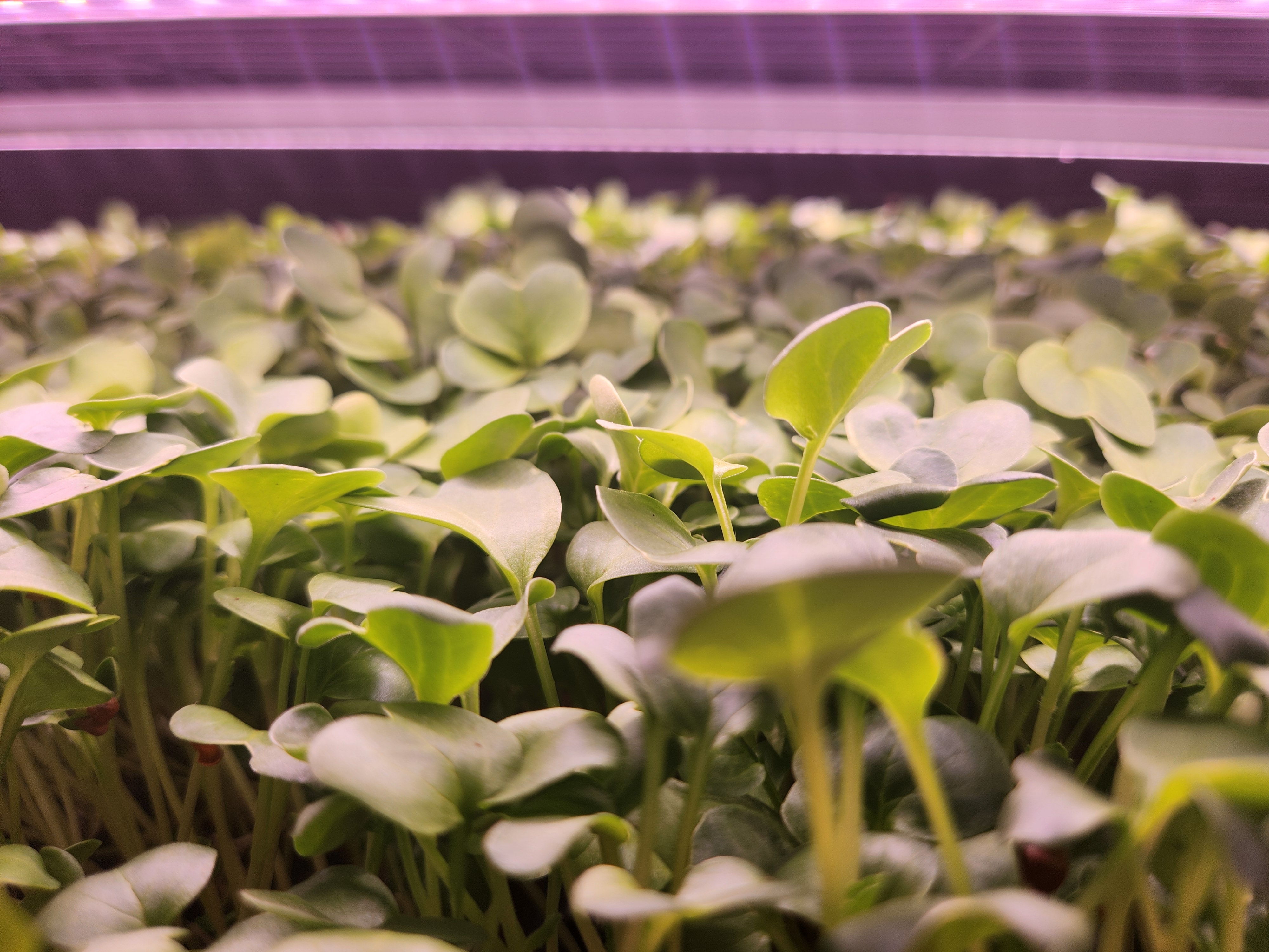 Fresh Daikon Radish microgreens from Matthew's Microgreens Co. in Chattanooga