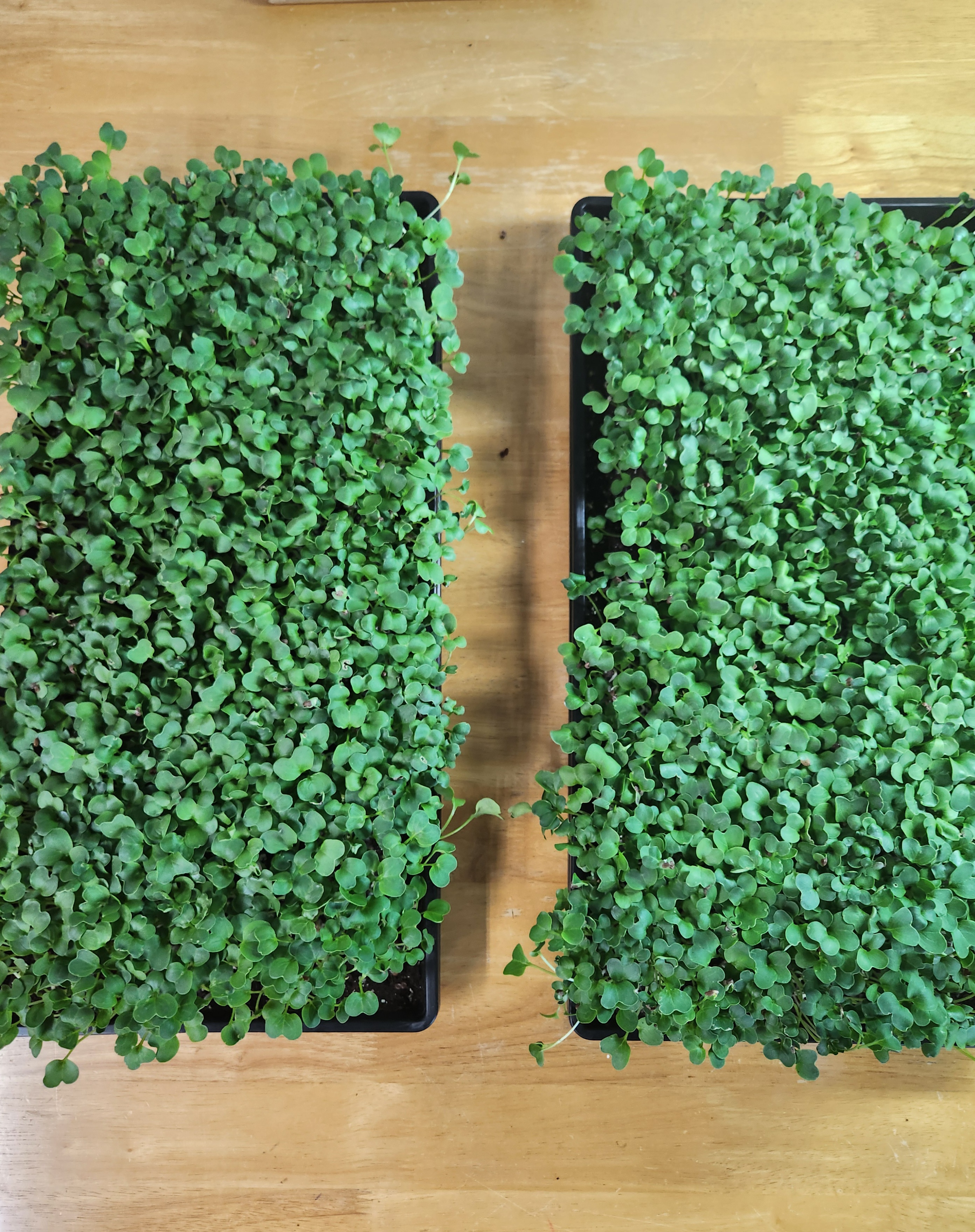 Daikon Radish growing trays