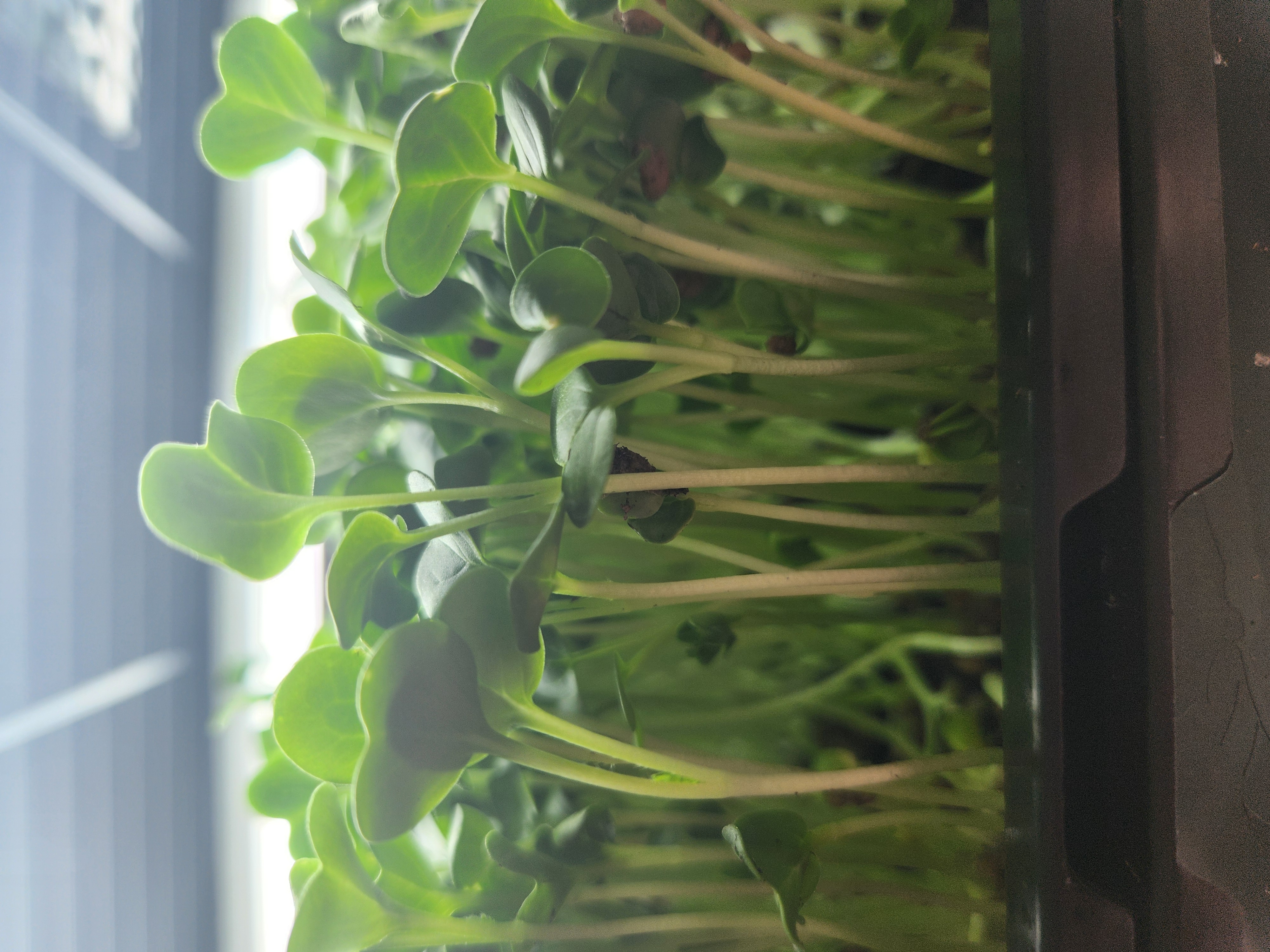 Daikon radish microgreens growing in tray by window
