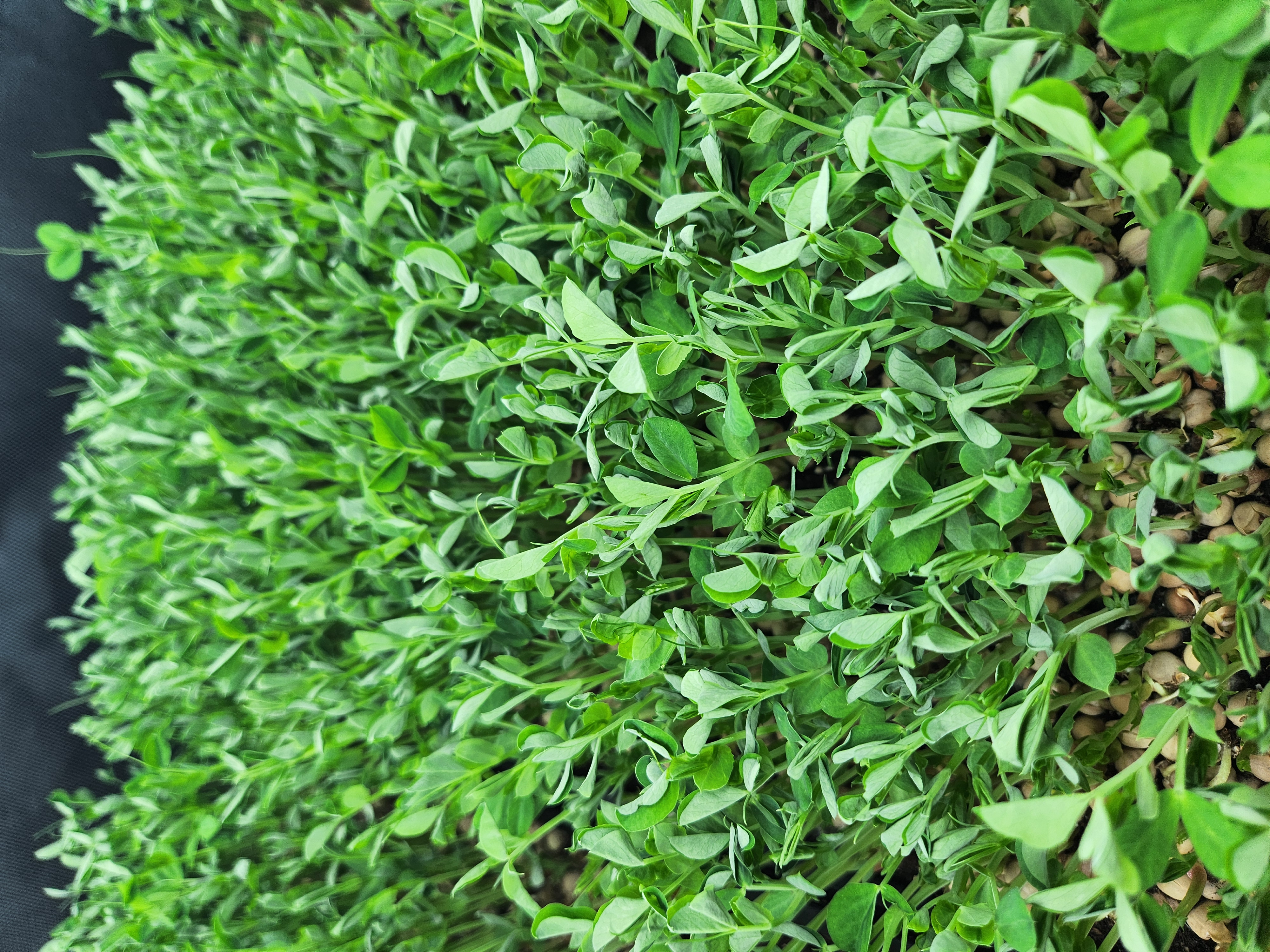 Fresh Dun Pea shoot microgreens from Matthew's Microgreens Co. in Chattanooga
