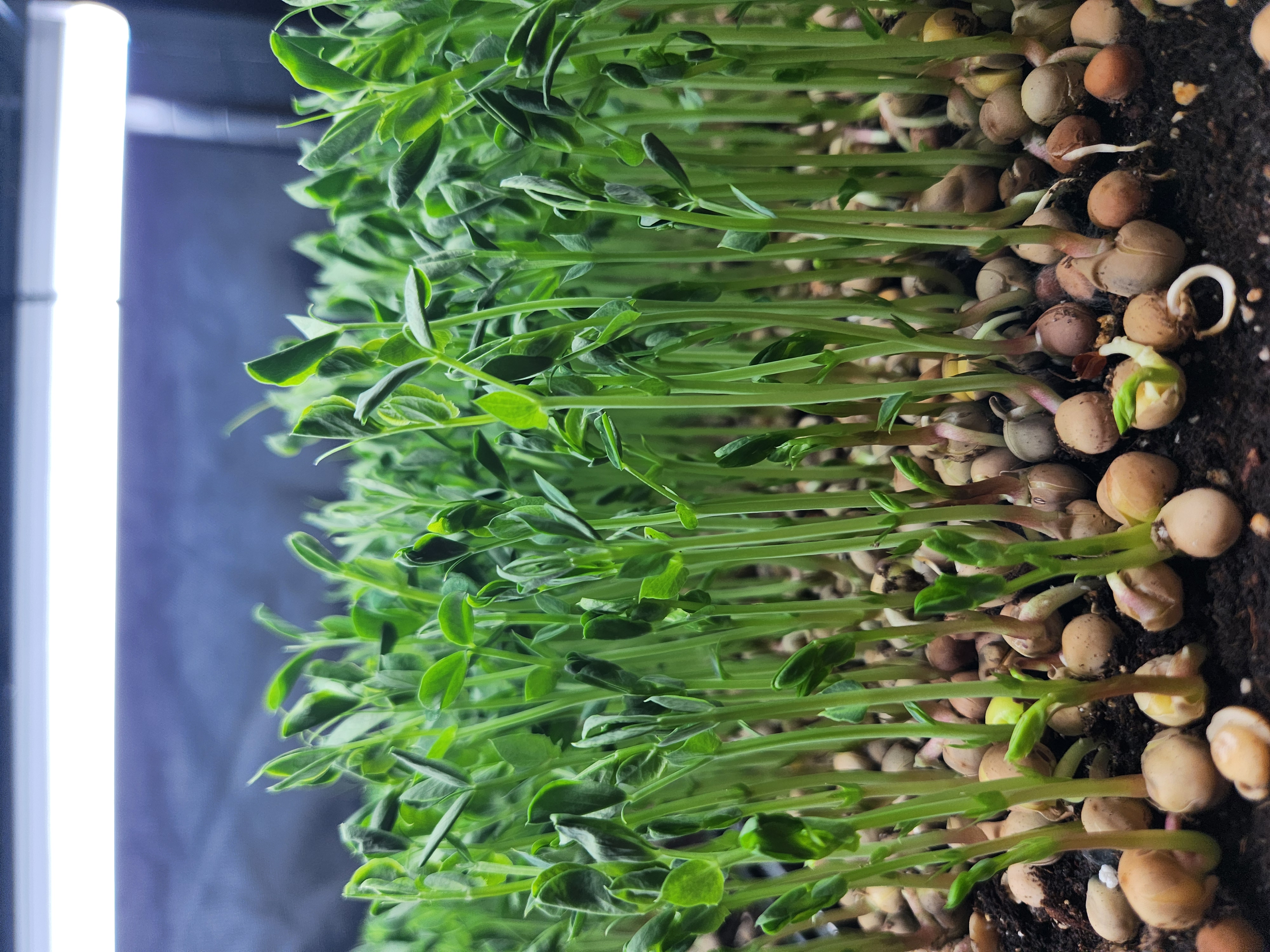 Dun pea tendrils microgreens