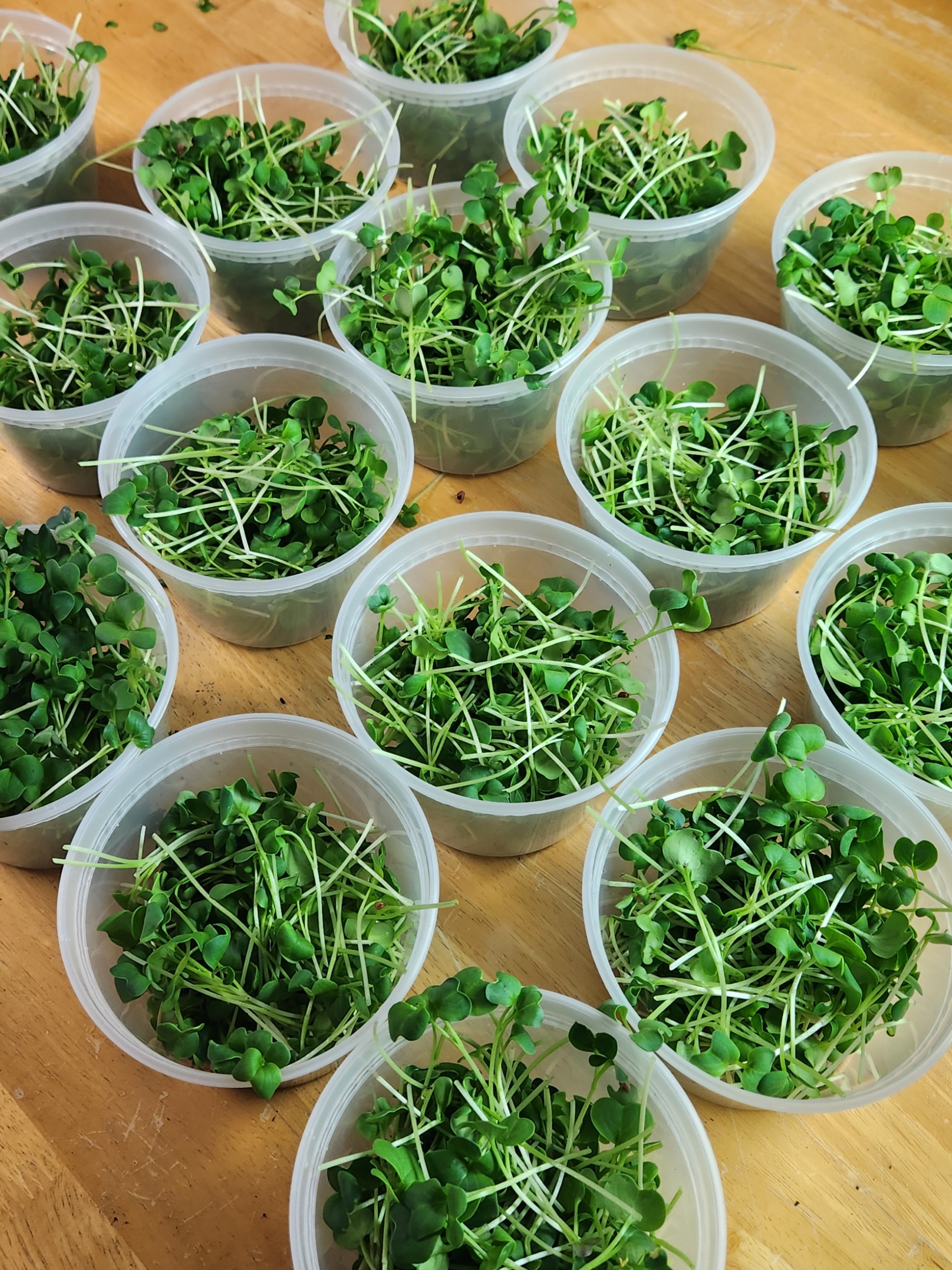 Freshly harvested daikon radish microgreens — Matthew's Microgreens Co., Chattanooga TN