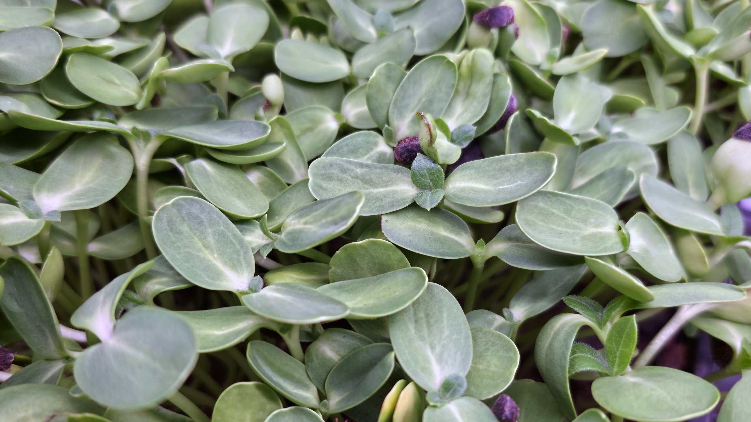 Trays of freshly packaged microgreens — Matthew's Microgreens Co., Chattanooga TN