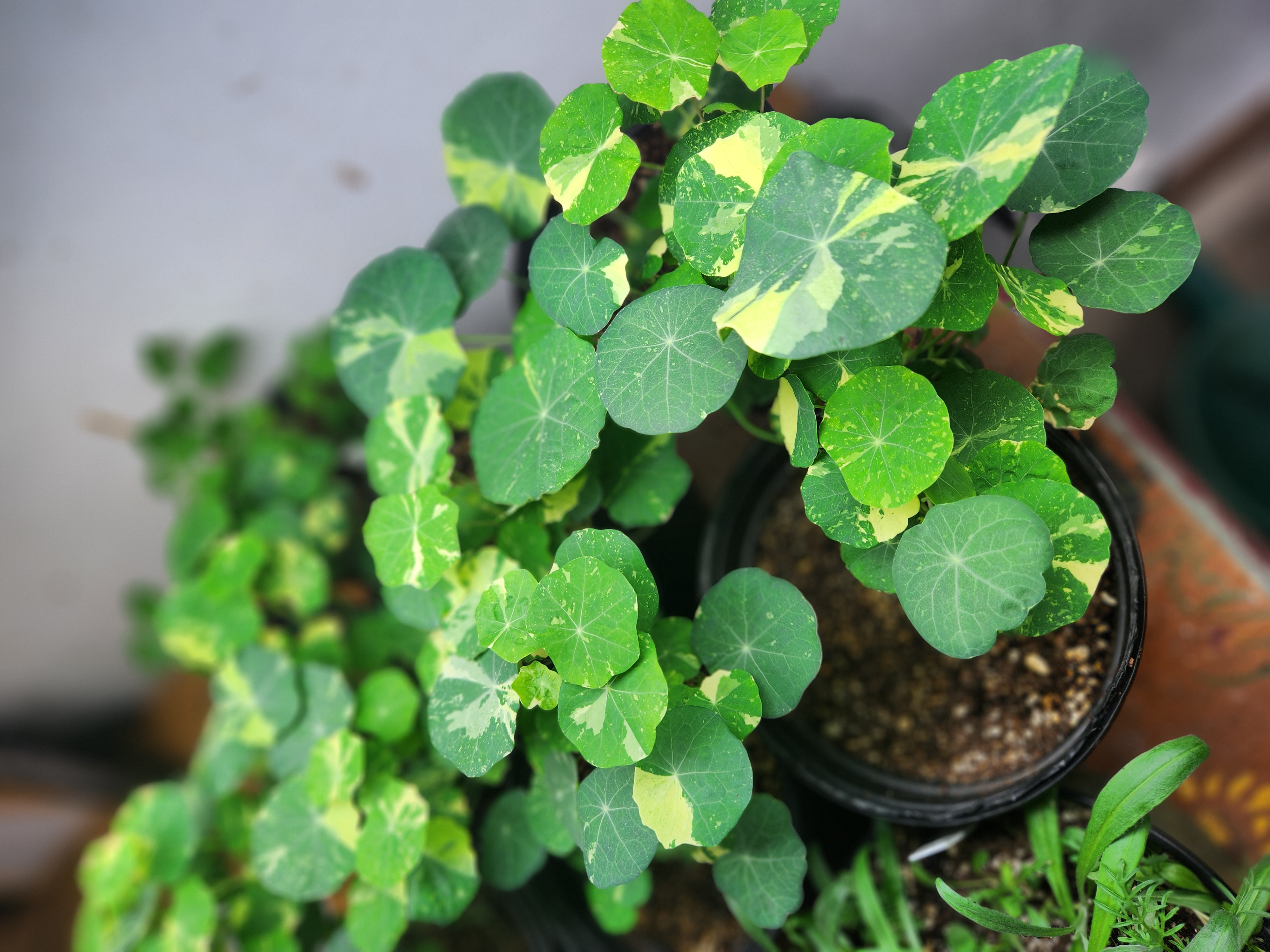 Nasturtium microgreens variety