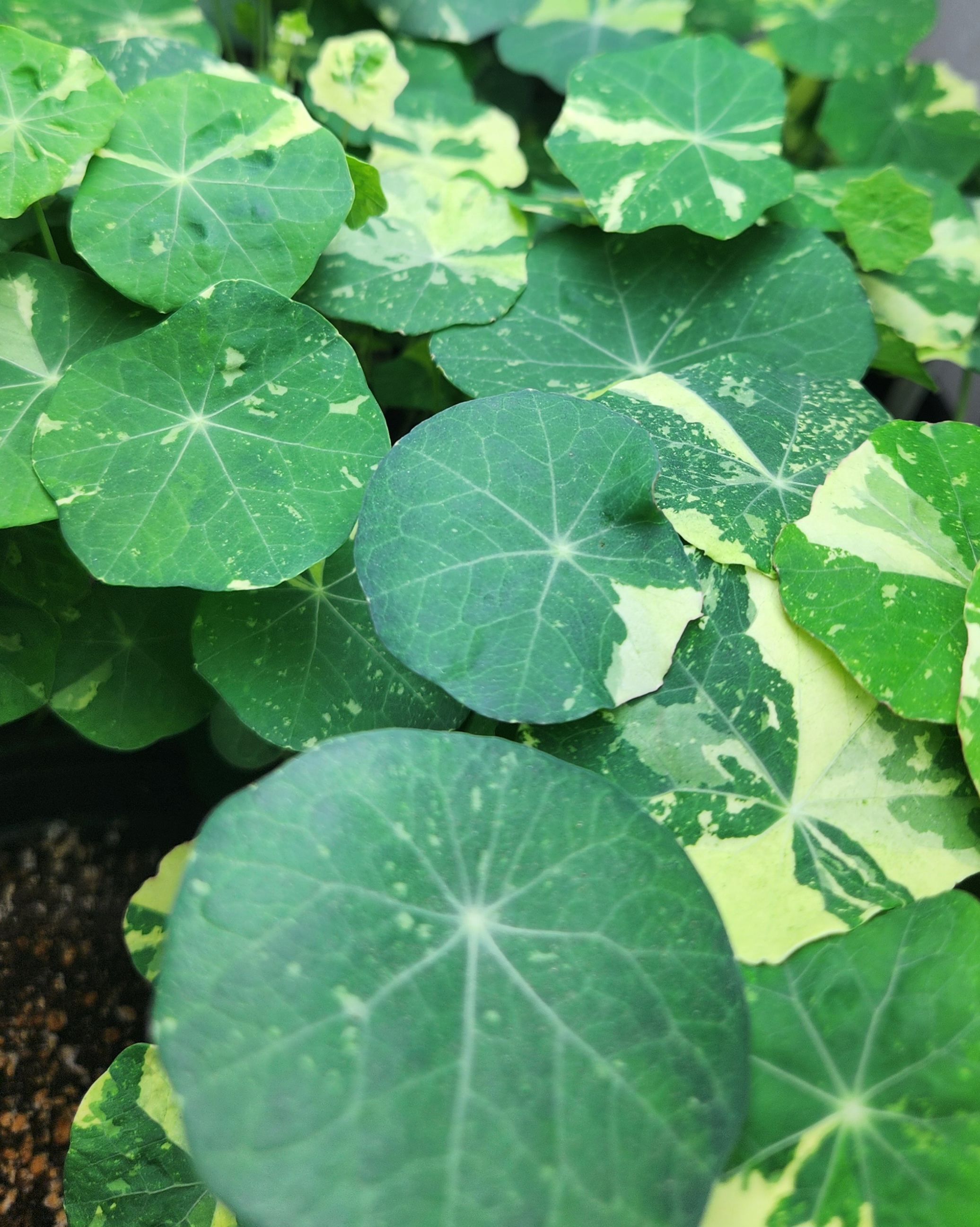 Nasturtium microgreens