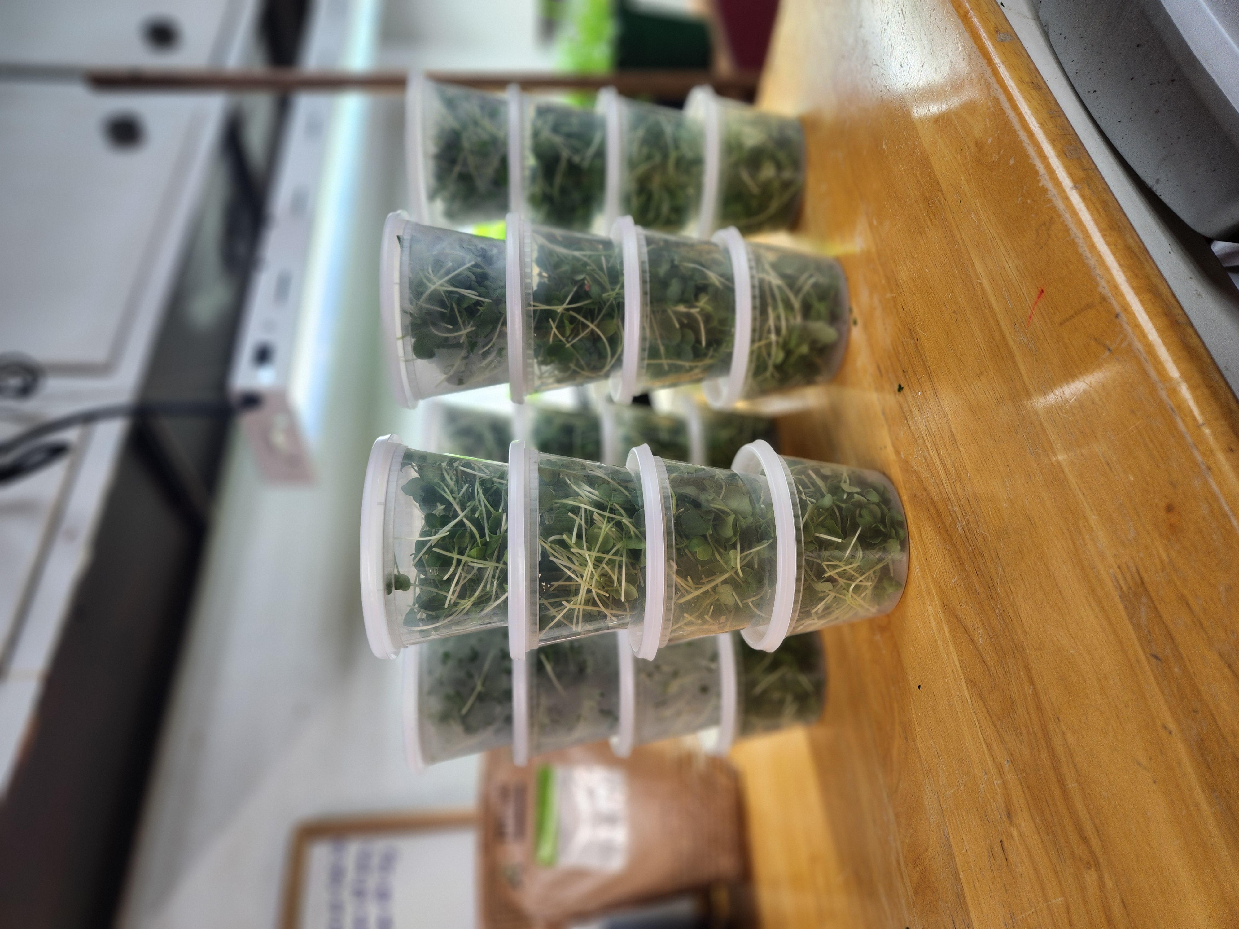 Packaged Daikon Radish microgreens