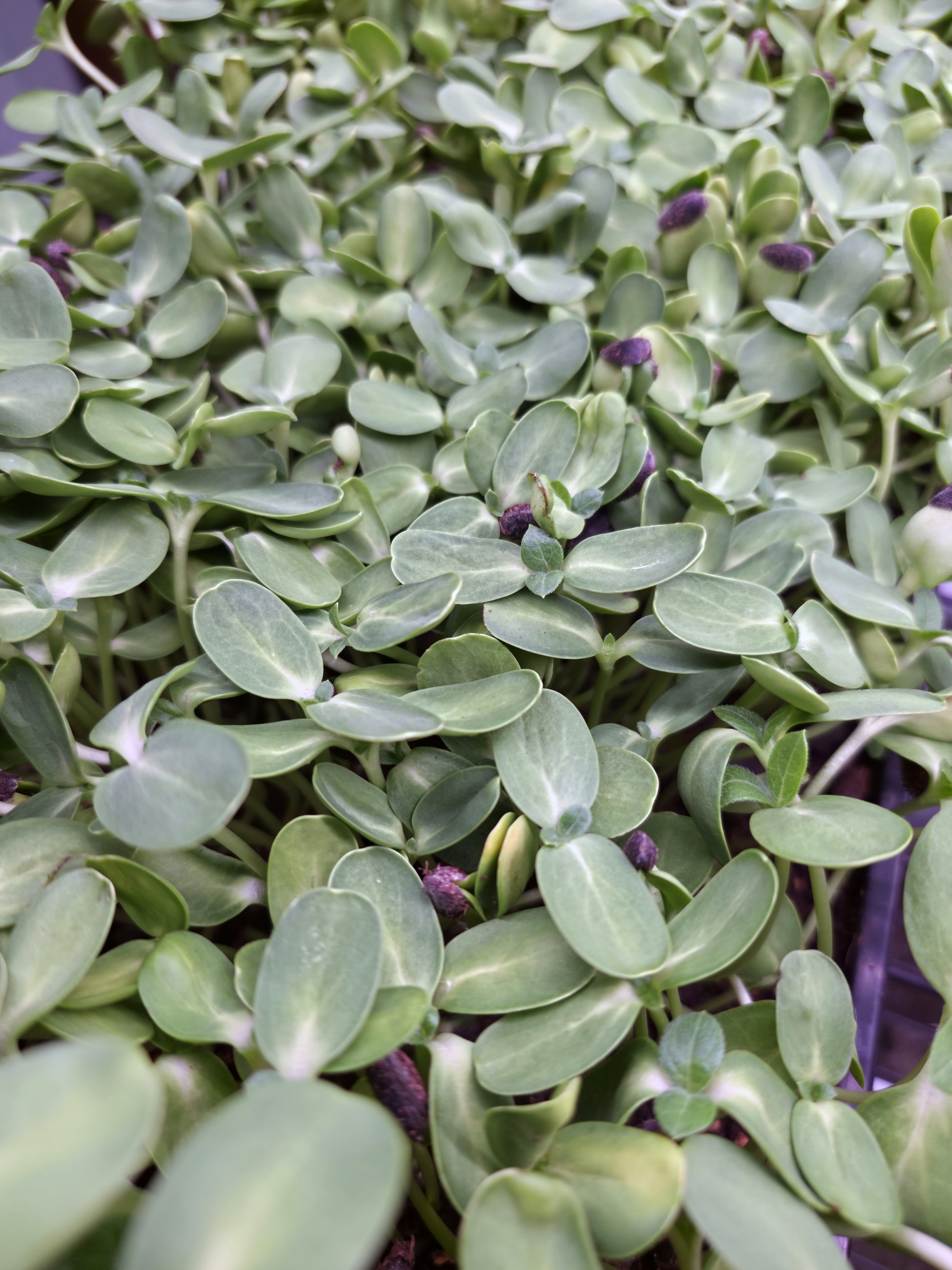 Fresh Sunflower microgreens from Matthew's Microgreens Co. in Chattanooga